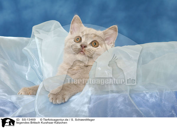 liegendes Britisch Kurzhaar Ktzchen / lying British Shorthair kitten / SS-13469