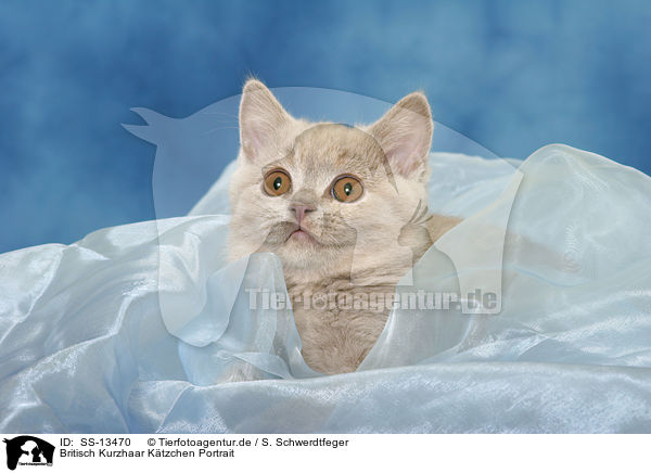 Britisch Kurzhaar Ktzchen Portrait / British Shorthair kitten Portrait / SS-13470