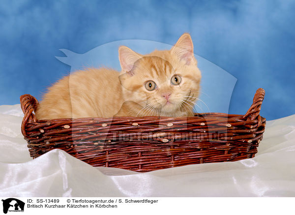Britisch Kurzhaar Ktzchen in Krbchen / British Shorthair kitten in basket / SS-13489
