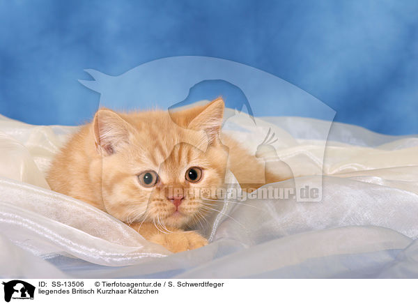 liegendes Britisch Kurzhaar Ktzchen / lying British Shorthair kitten / SS-13506