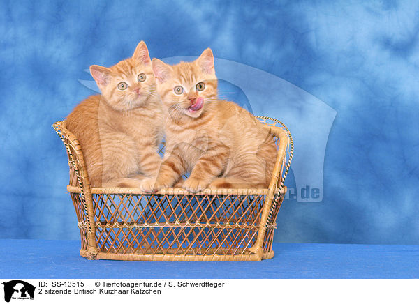 2 sitzende Britisch Kurzhaar Ktzchen / 2 sitting British Shorthair kitten / SS-13515