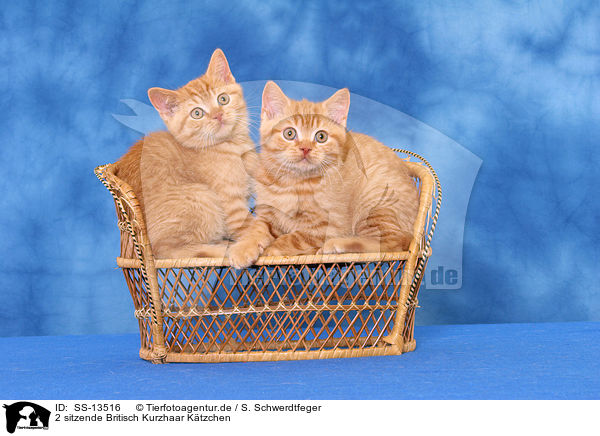 2 sitzende Britisch Kurzhaar Ktzchen / 2 sitting British Shorthair kitten / SS-13516