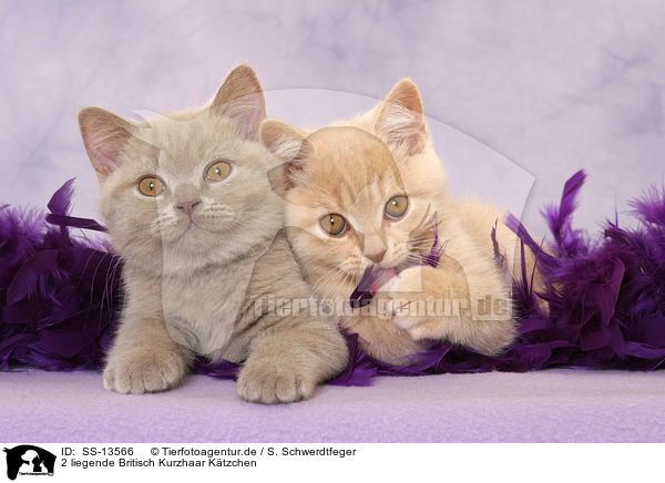 2 liegende Britisch Kurzhaar Ktzchen / 2 lying British Shorthair kitten / SS-13566