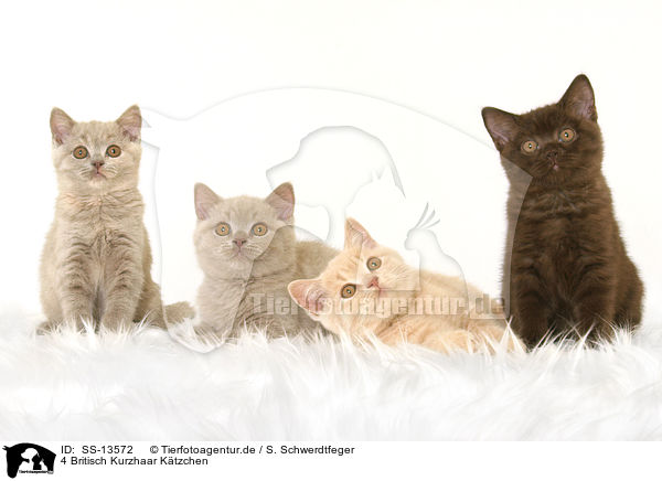 4 Britisch Kurzhaar Ktzchen / 4 British Shorthair kitten / SS-13572