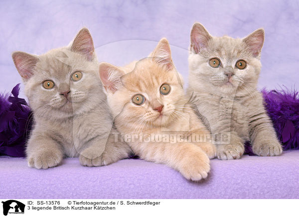 3 liegende Britisch Kurzhaar Ktzchen / 3 lying British Shorthair kitten / SS-13576