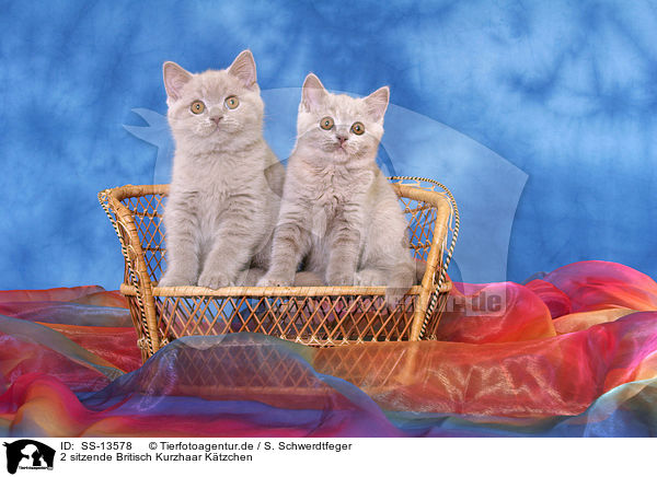 2 sitzende Britisch Kurzhaar Ktzchen / 2 sitting British Shorthair kitten / SS-13578