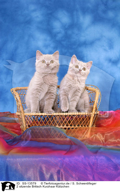 2 sitzende Britisch Kurzhaar Ktzchen / 2 sitting British Shorthair kitten / SS-13579