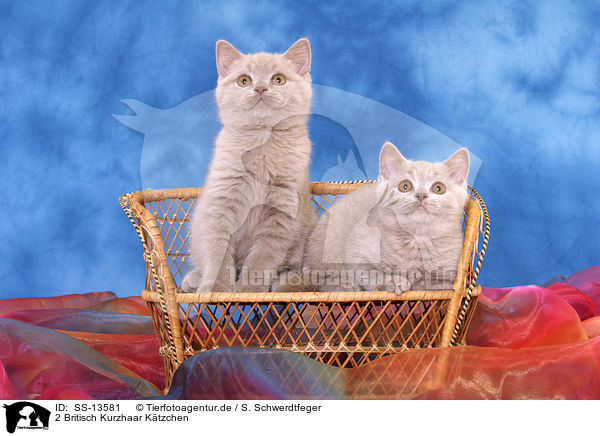 2 Britisch Kurzhaar Ktzchen / 2 British Shorthair kitten / SS-13581