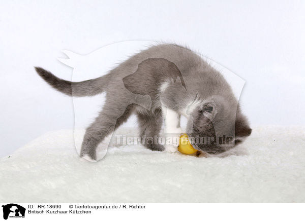 Britisch Kurzhaar Ktzchen / british shorthair kitten / RR-18690