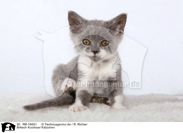 Britisch Kurzhaar Ktzchen / british shorthair kitten / RR-18691