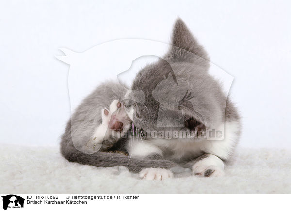 Britisch Kurzhaar Ktzchen / british shorthair kitten / RR-18692