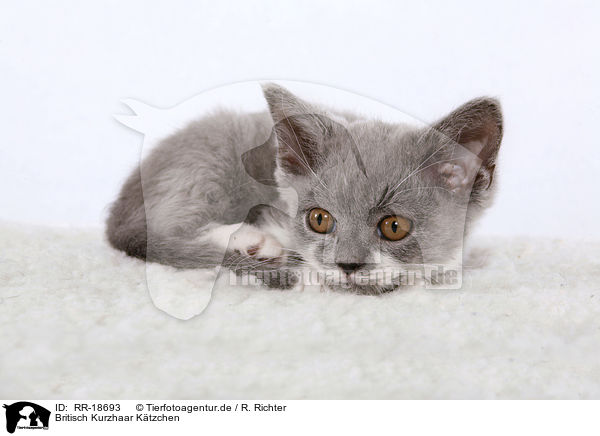 Britisch Kurzhaar Ktzchen / british shorthair kitten / RR-18693