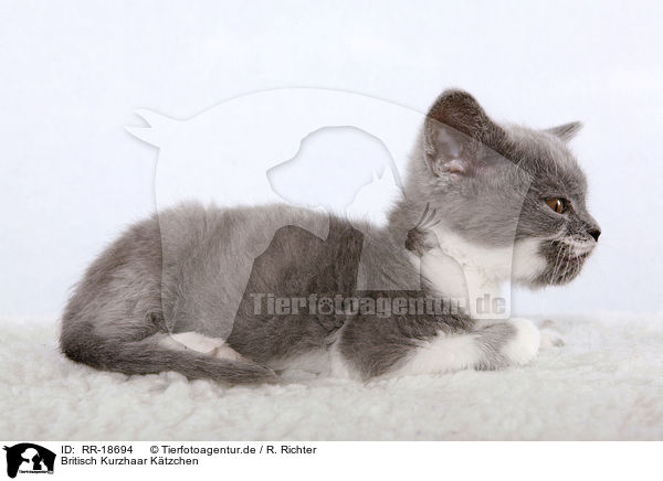 Britisch Kurzhaar Ktzchen / british shorthair kitten / RR-18694