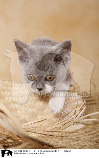 Britisch Kurzhaar Ktzchen / british shorthair kitten / RR-18801