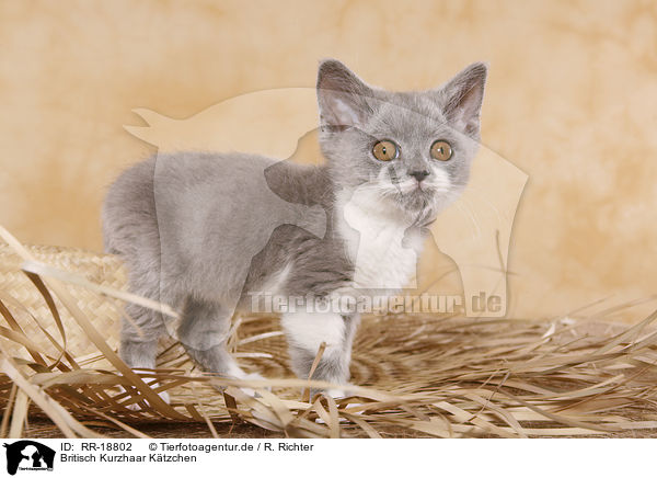 Britisch Kurzhaar Ktzchen / british shorthair kitten / RR-18802
