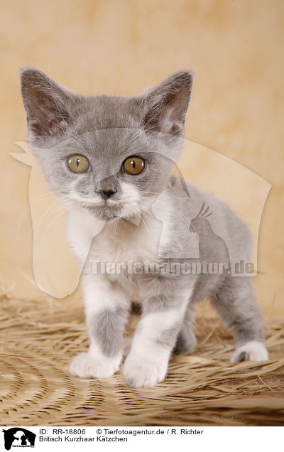 Britisch Kurzhaar Ktzchen / british shorthair kitten / RR-18806