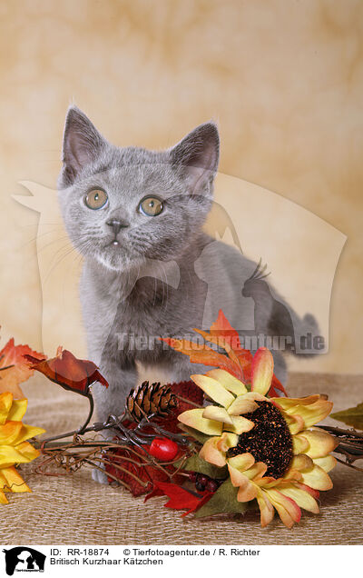 Britisch Kurzhaar K�tzchen / british shorthair kitten / RR-18874