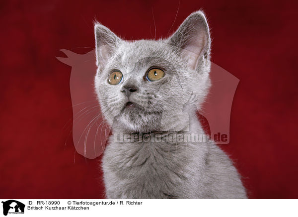 Britisch Kurzhaar Ktzchen / british shorthair kitten / RR-18990