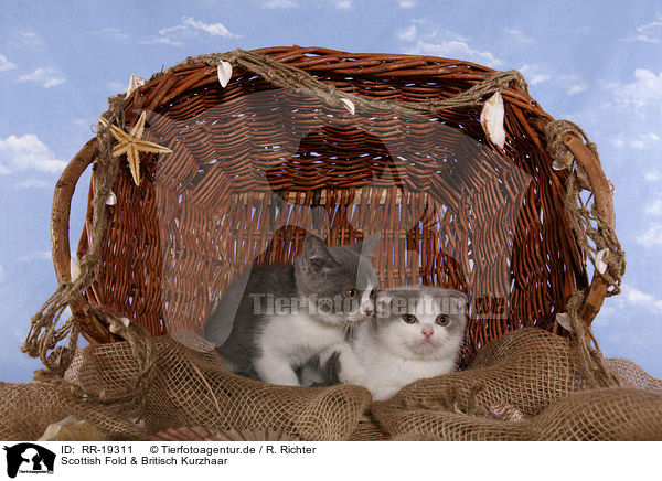 Scottish Fold & Britisch Kurzhaar / Scottish Fold and British Shorthair / RR-19311