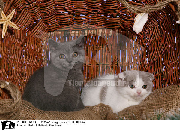 Rr 19313 Scottish Fold Britisch Kurzhaar Bilder