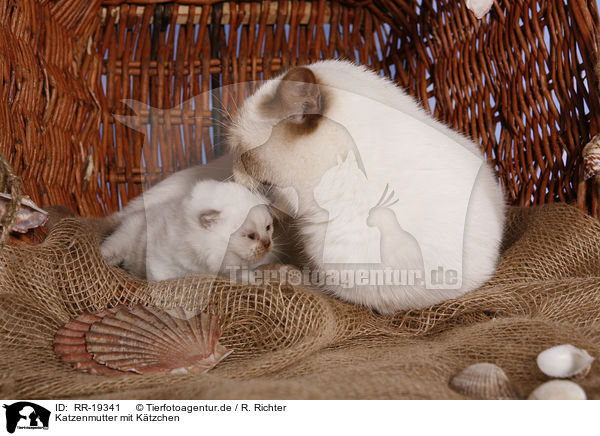 Katzenmutter mit Ktzchen / cat mother with kitten / RR-19341