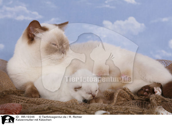 Katzenmutter mit Ktzchen / cat mother with kitten / RR-19346