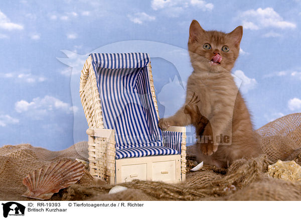 Britisch Kurzhaar / British Shorthair / RR-19393