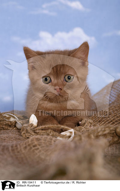 Britisch Kurzhaar / British Shorthair / RR-19411
