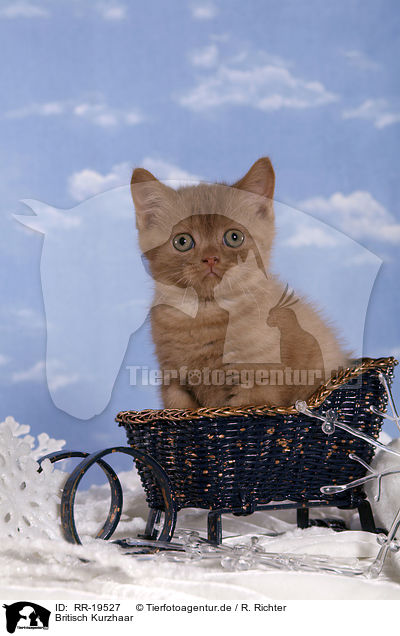 Britisch Kurzhaar / British Shorthair / RR-19527