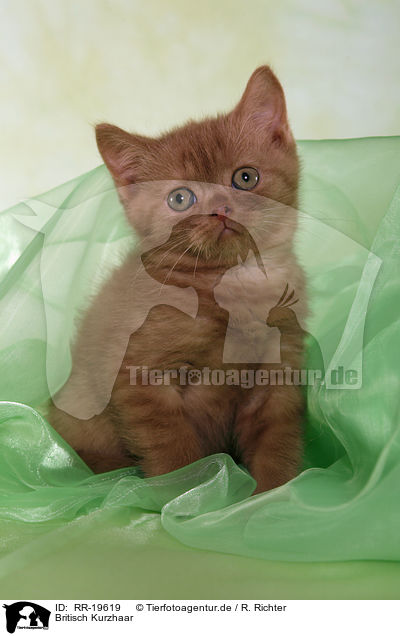 Britisch Kurzhaar / British Shorthair / RR-19619