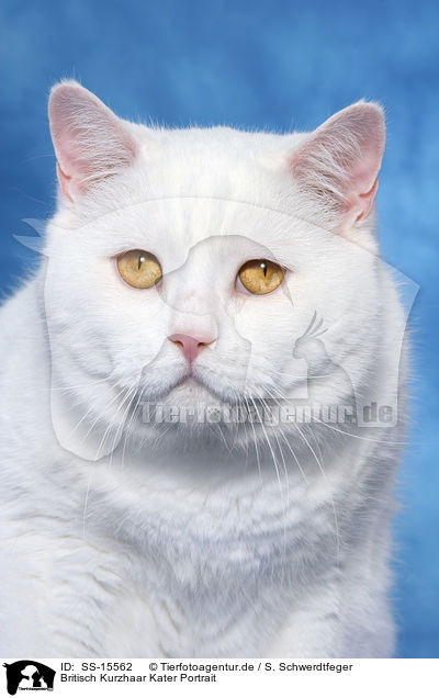 Britisch Kurzhaar Kater Portrait / british shorthair tomcat Portrait / SS-15562