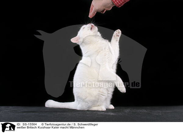 weier Britisch Kurzhaar Kater macht Mnnchen / white begging british shorthair tomcat / SS-15564