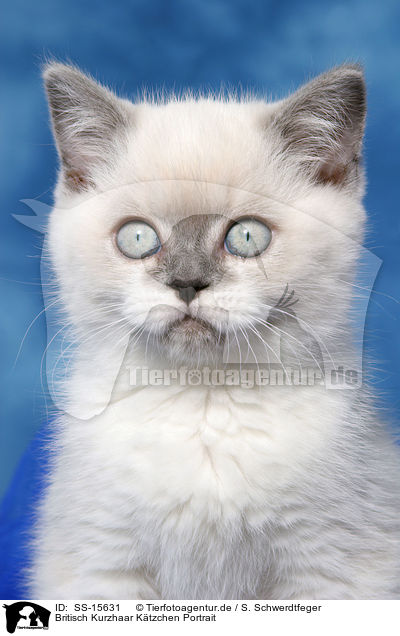 Britisch Kurzhaar Ktzchen Portrait / british shorthair kitten Portrait / SS-15631