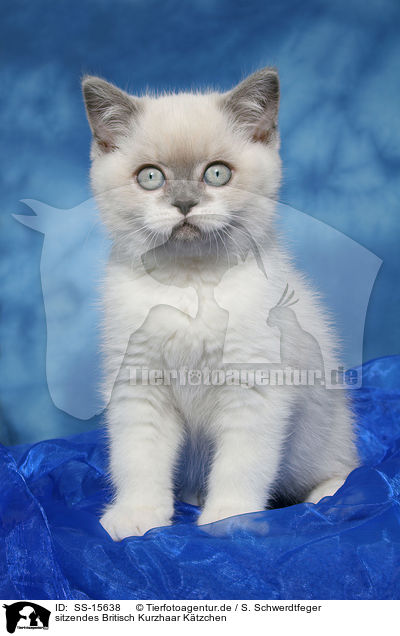 sitzendes Britisch Kurzhaar Ktzchen / sitting british shorthair kitten / SS-15638