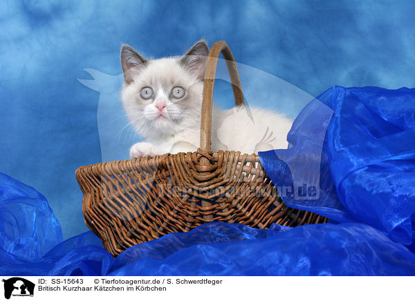 Britisch Kurzhaar Ktzchen im Krbchen / british shorthair kittenin basket / SS-15643