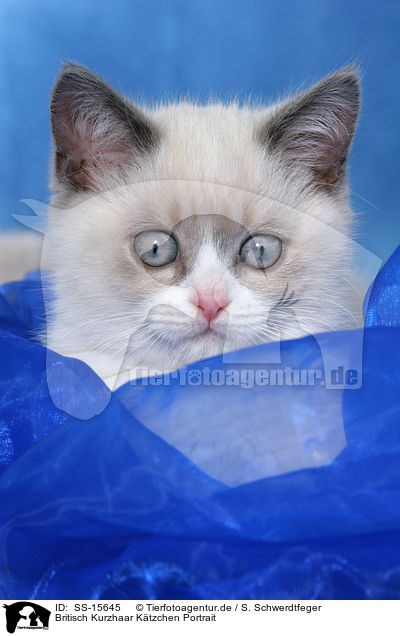 Britisch Kurzhaar Ktzchen Portrait / british shorthair kitten Portrait / SS-15645