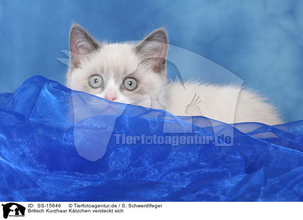 Britisch Kurzhaar Ktzchen versteckt sich / hiding british shorthair kitten / SS-15646