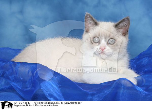 liegendes Britisch Kurzhaar Ktzchen / lying british shorthair kitten / SS-15647