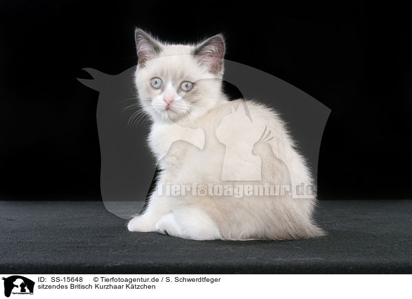 sitzendes Britisch Kurzhaar Ktzchen / sitting british shorthair kitten / SS-15648