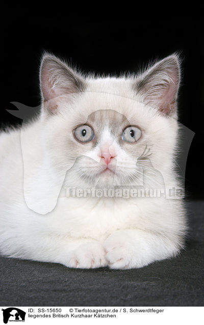 liegendes Britisch Kurzhaar Ktzchen / lying british shorthair kitten / SS-15650