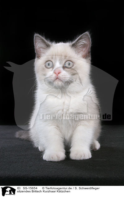 sitzendes Britisch Kurzhaar Ktzchen / sitting british shorthair kitten / SS-15654