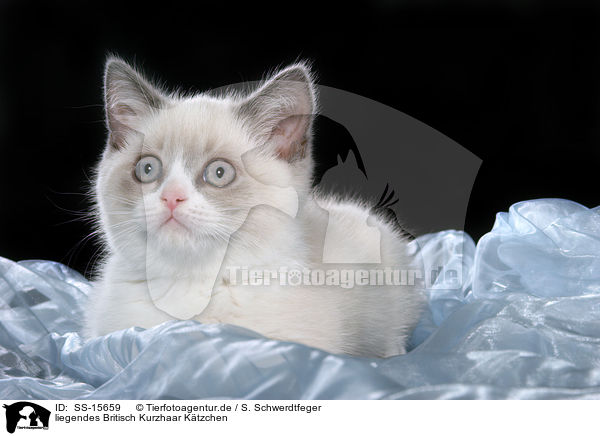 liegendes Britisch Kurzhaar Ktzchen / lying british shorthair kitten / SS-15659