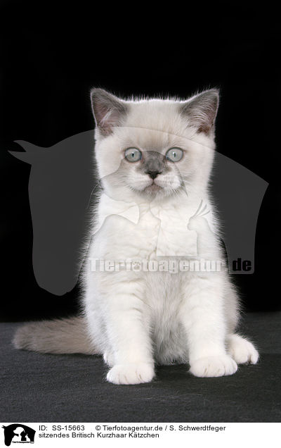 sitzendes Britisch Kurzhaar Ktzchen / sitting british shorthair kitten / SS-15663