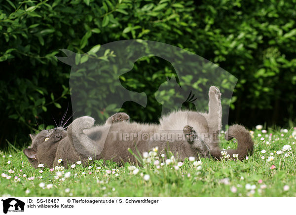 sich wlzende Katze / SS-16487