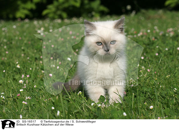 Britisch Kurzhaar Ktzchen auf der Wiese / British shorthair kitten in the meadow / SS-16517