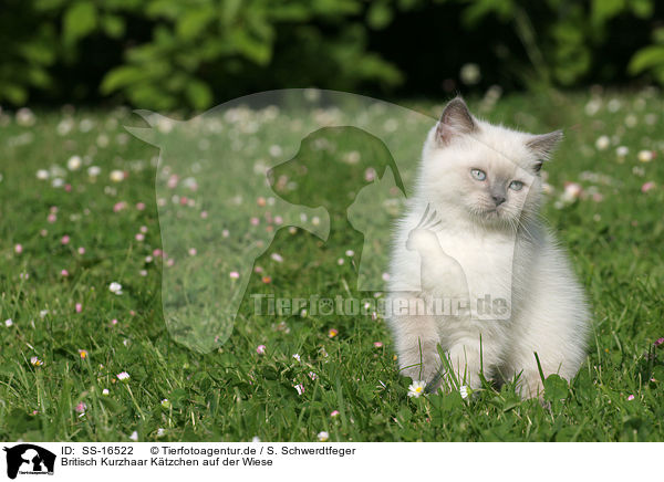Britisch Kurzhaar Ktzchen auf der Wiese / British shorthair kitten in the meadow / SS-16522
