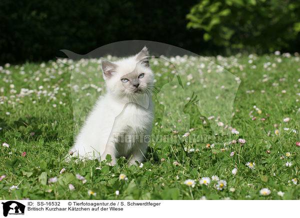 Britisch Kurzhaar Ktzchen auf der Wiese / British shorthair kitten in the meadow / SS-16532