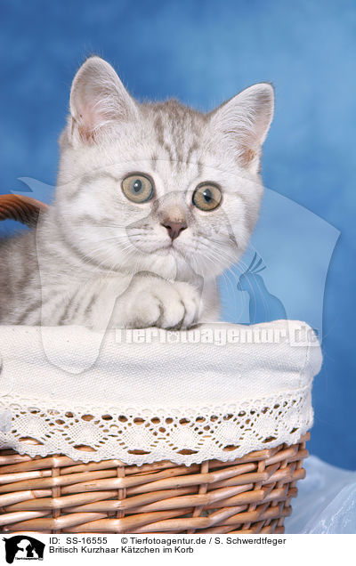 Britisch Kurzhaar Ktzchen im Korb / british shorthair kitten in basket / SS-16555