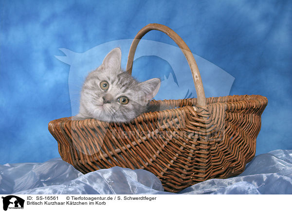 Britisch Kurzhaar Ktzchen im Korb / british shorthair kitten in basket / SS-16561