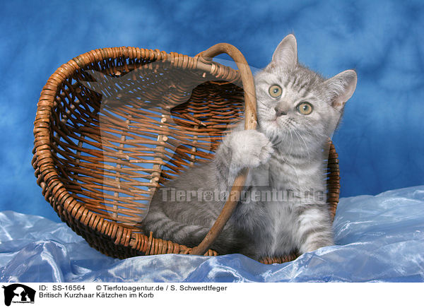 Britisch Kurzhaar Ktzchen im Korb / british shorthair kitten in basket / SS-16564